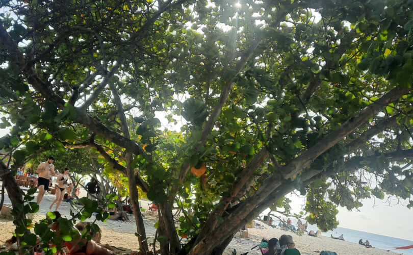 Photo was taken in Aruba in Feb 2026