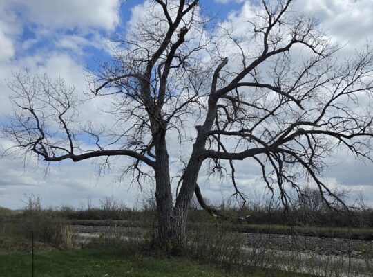 natural wonder tree