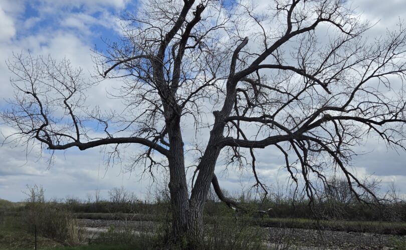 natural wonder tree
